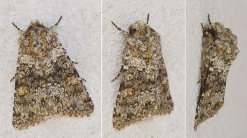Réf. 180 738 : Hecatera dysodea